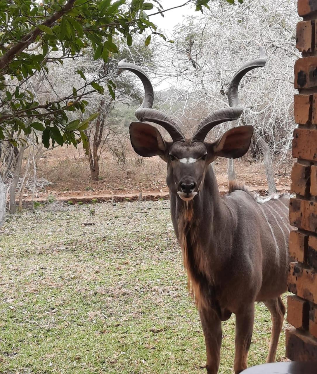 Kruger Riverside Lodge - No Load-Shedding Marloth Park Bagian luar foto