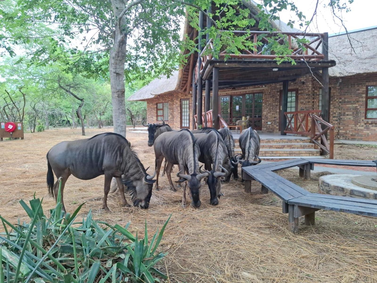 Kruger Riverside Lodge - No Load-Shedding Marloth Park Bagian luar foto