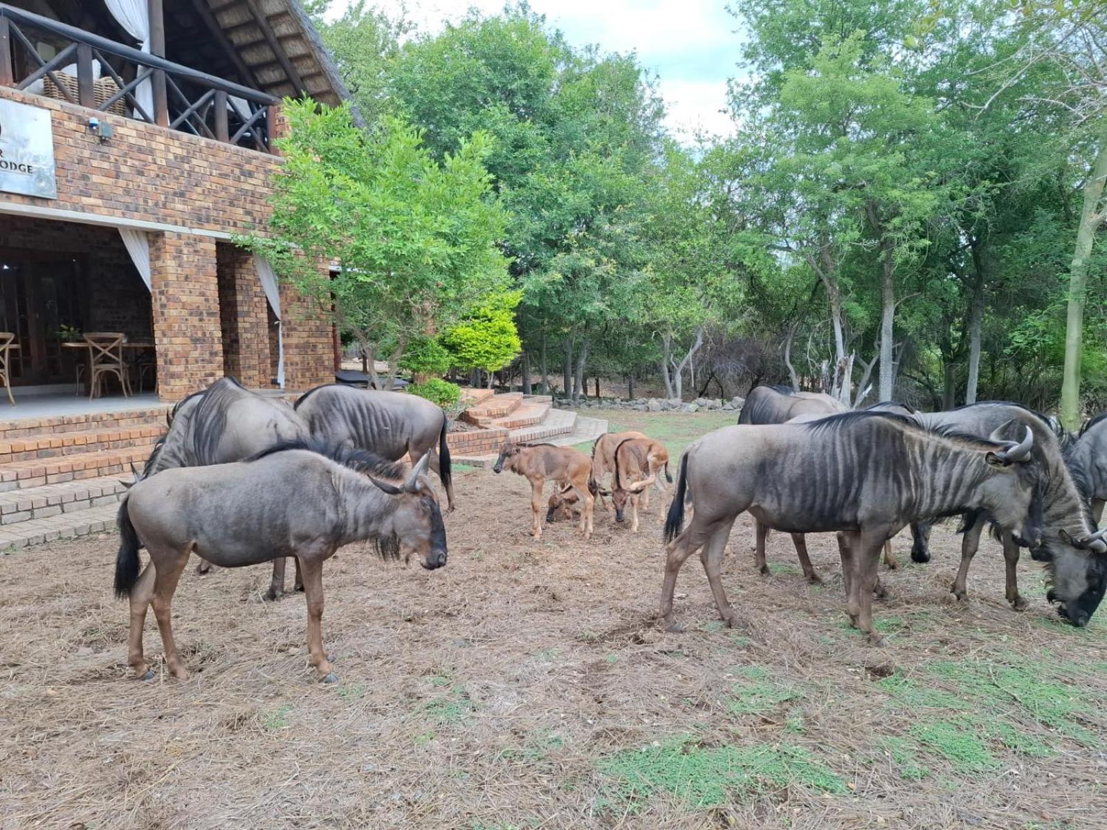 Kruger Riverside Lodge - No Load-Shedding Marloth Park Bagian luar foto