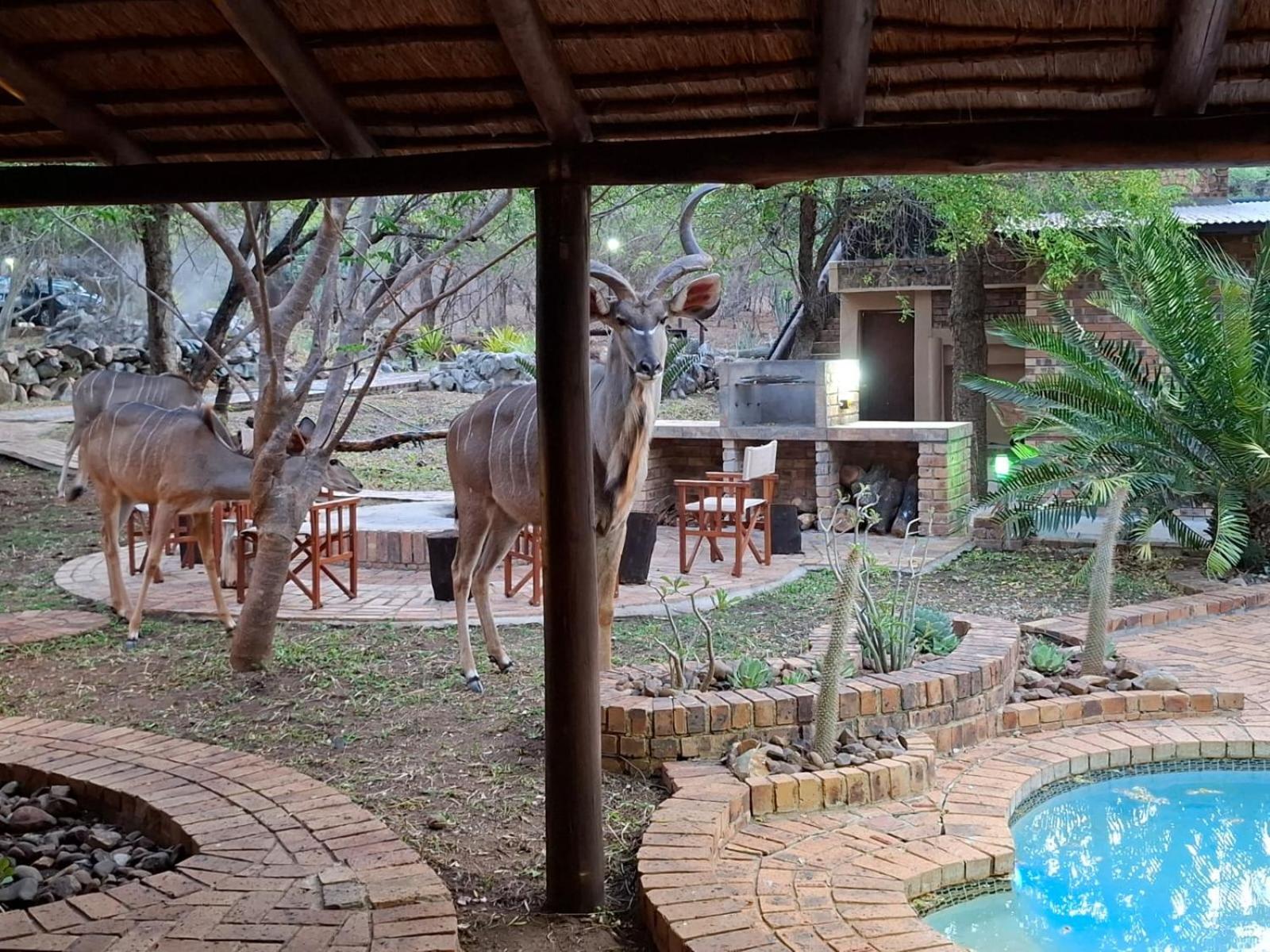 Kruger Riverside Lodge - No Load-Shedding Marloth Park Bagian luar foto