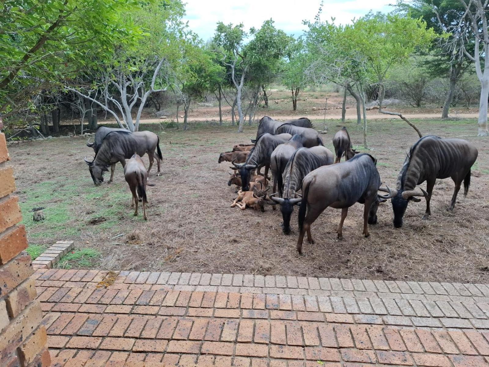 Kruger Riverside Lodge - No Load-Shedding Marloth Park Bagian luar foto