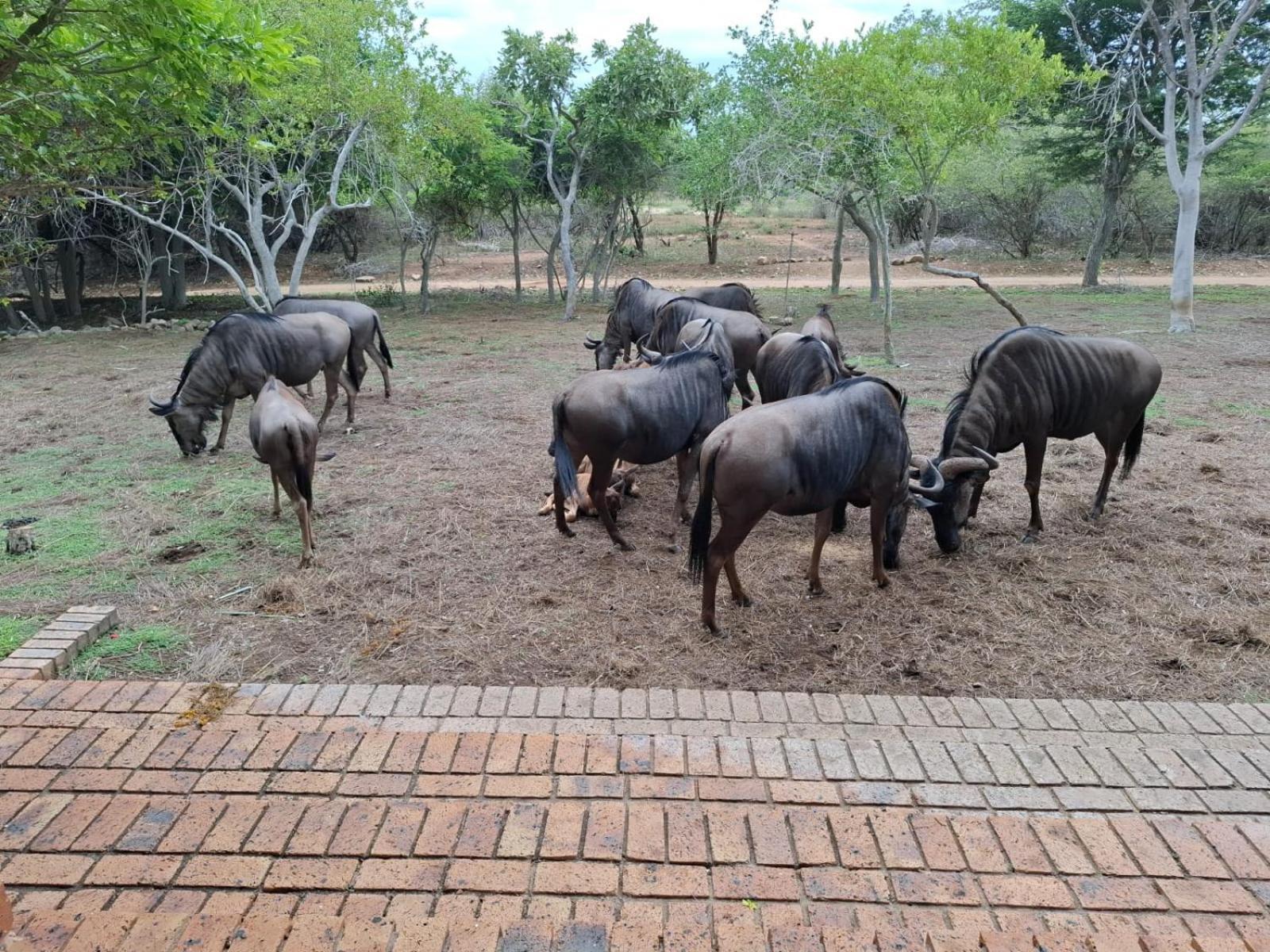 Kruger Riverside Lodge - No Load-Shedding Marloth Park Bagian luar foto