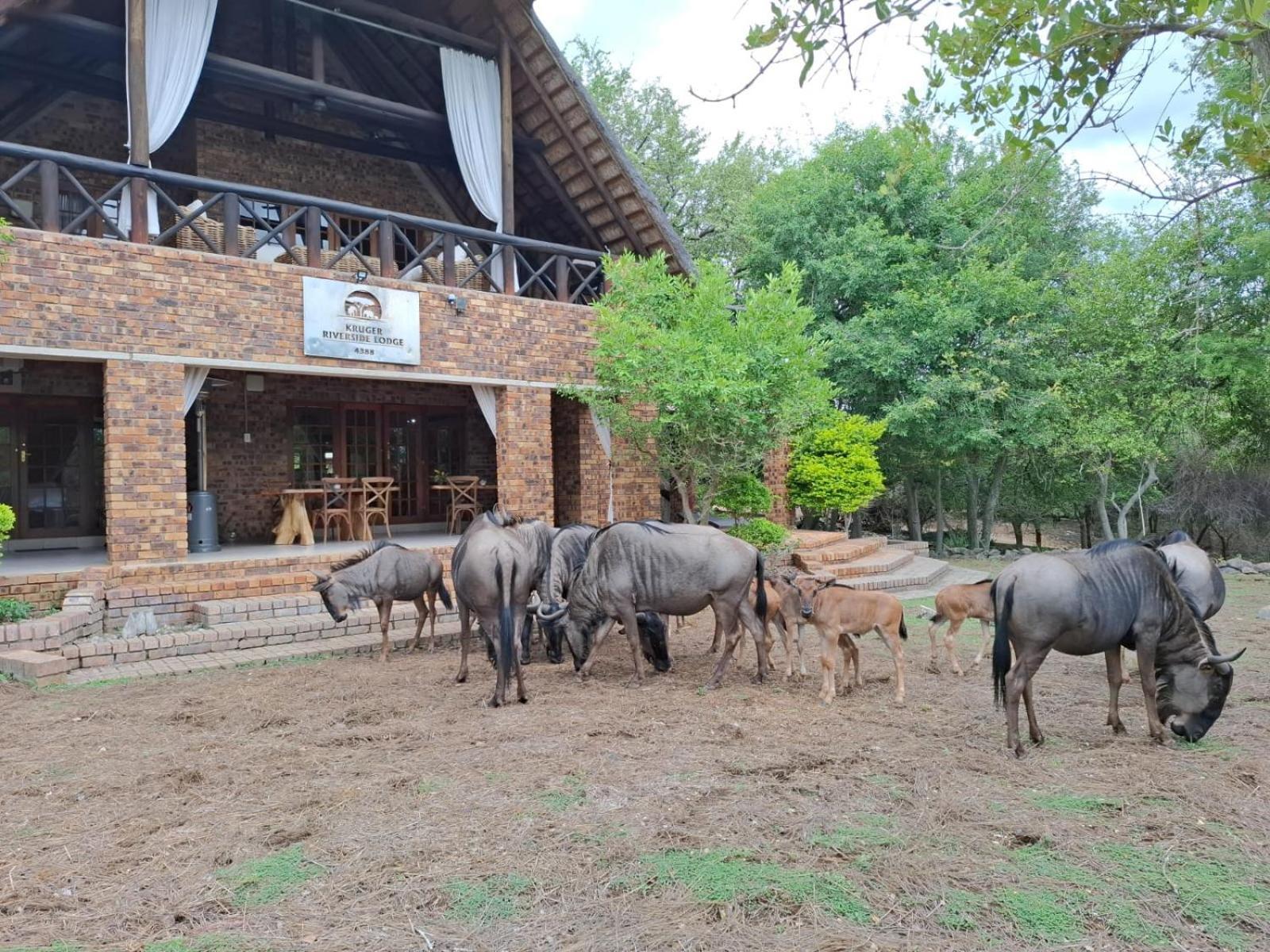 Kruger Riverside Lodge - No Load-Shedding Marloth Park Bagian luar foto