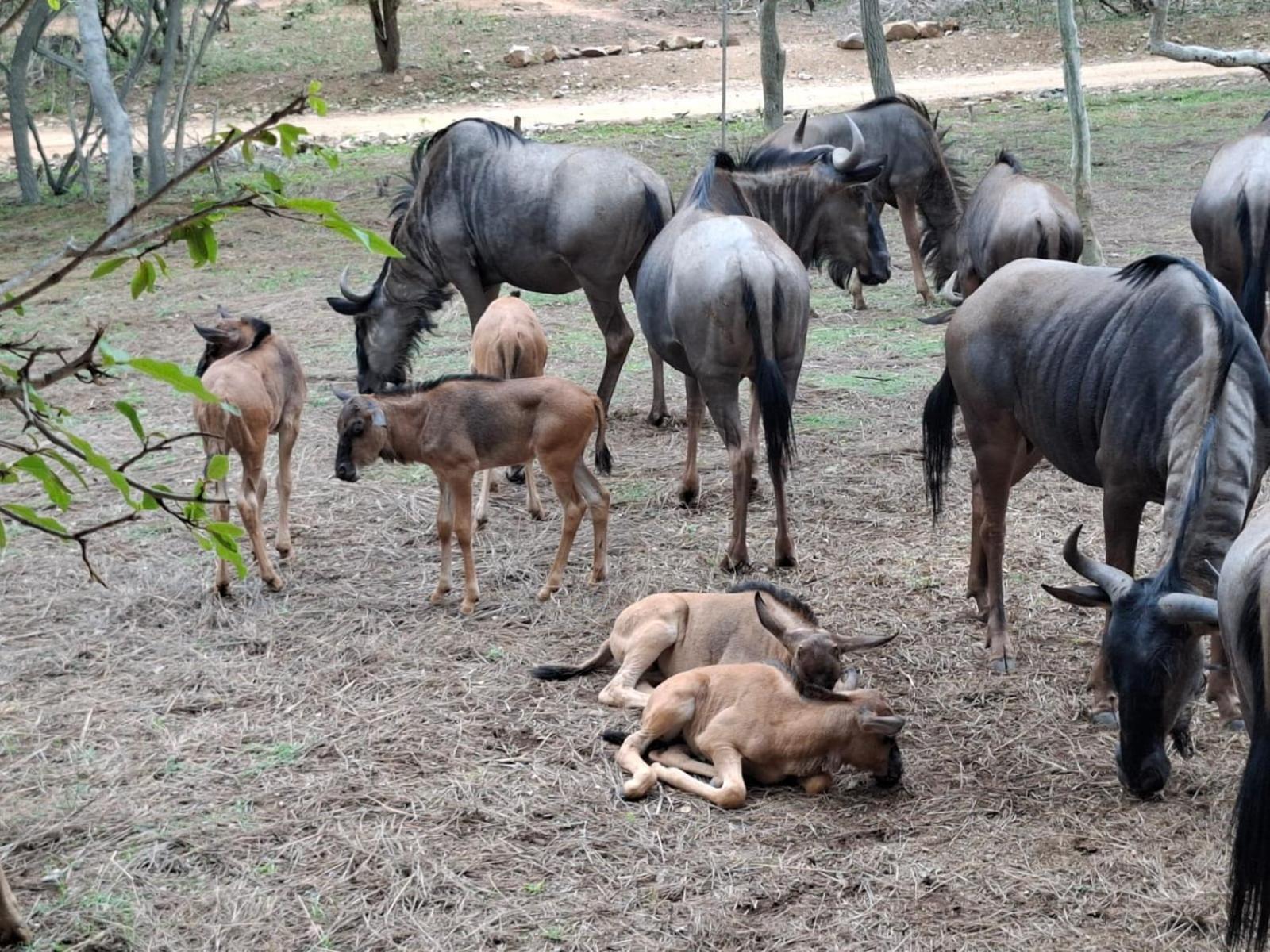 Kruger Riverside Lodge - No Load-Shedding Marloth Park Bagian luar foto