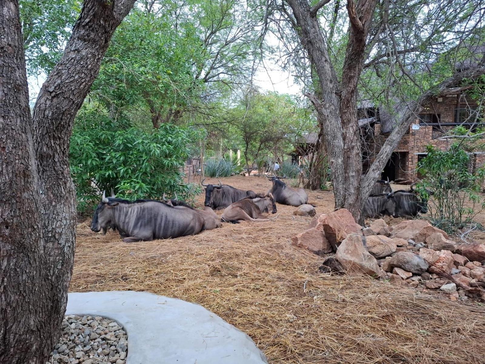 Kruger Riverside Lodge - No Load-Shedding Marloth Park Bagian luar foto