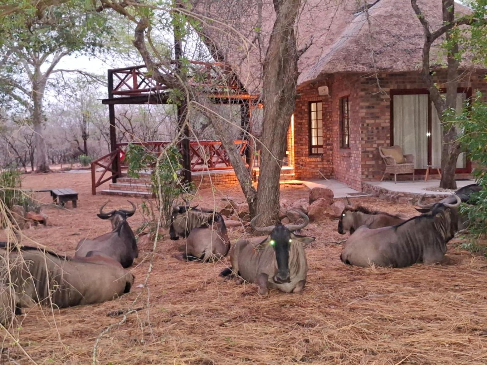 Kruger Riverside Lodge - No Load-Shedding Marloth Park Bagian luar foto