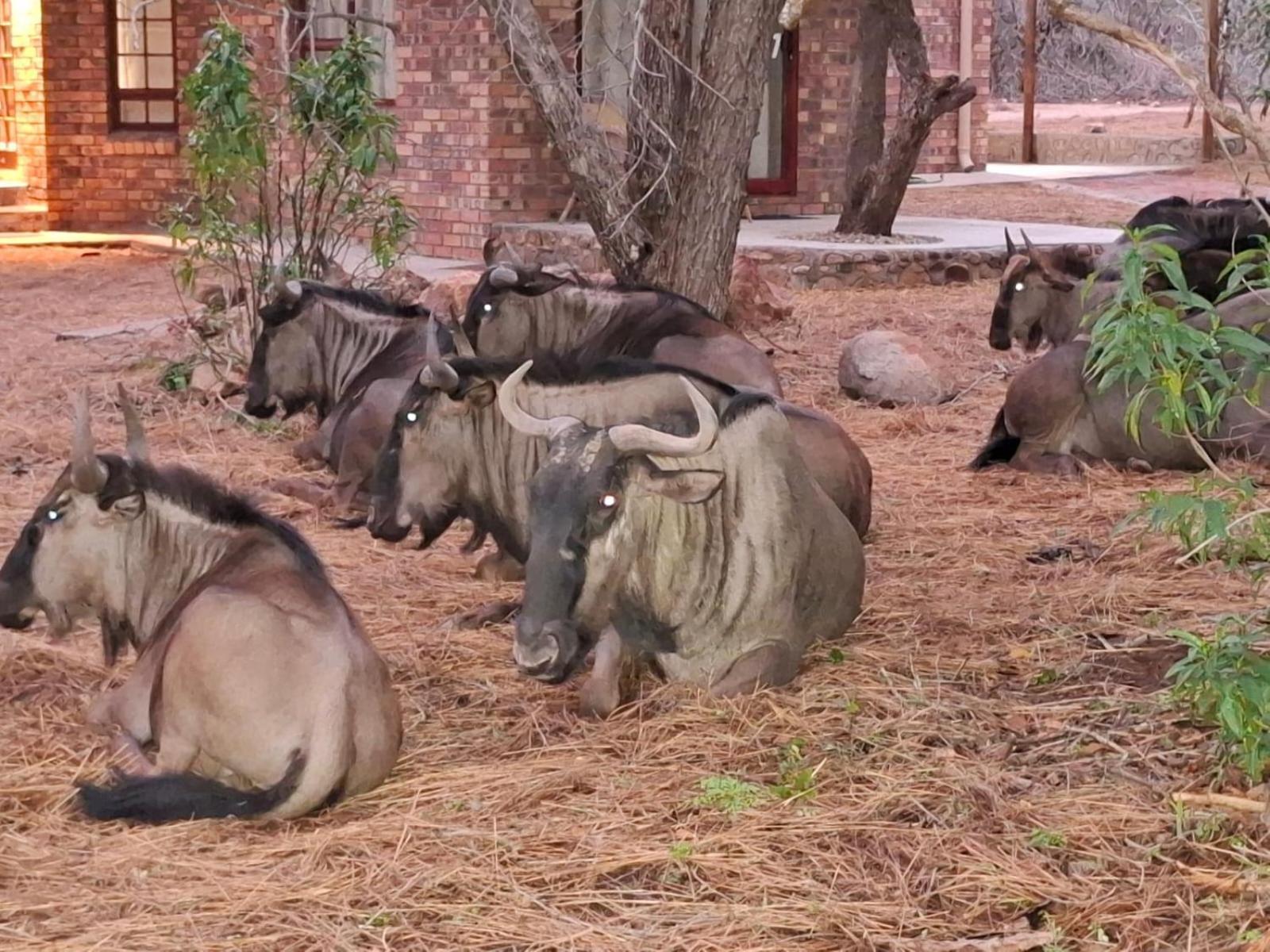 Kruger Riverside Lodge - No Load-Shedding Marloth Park Bagian luar foto
