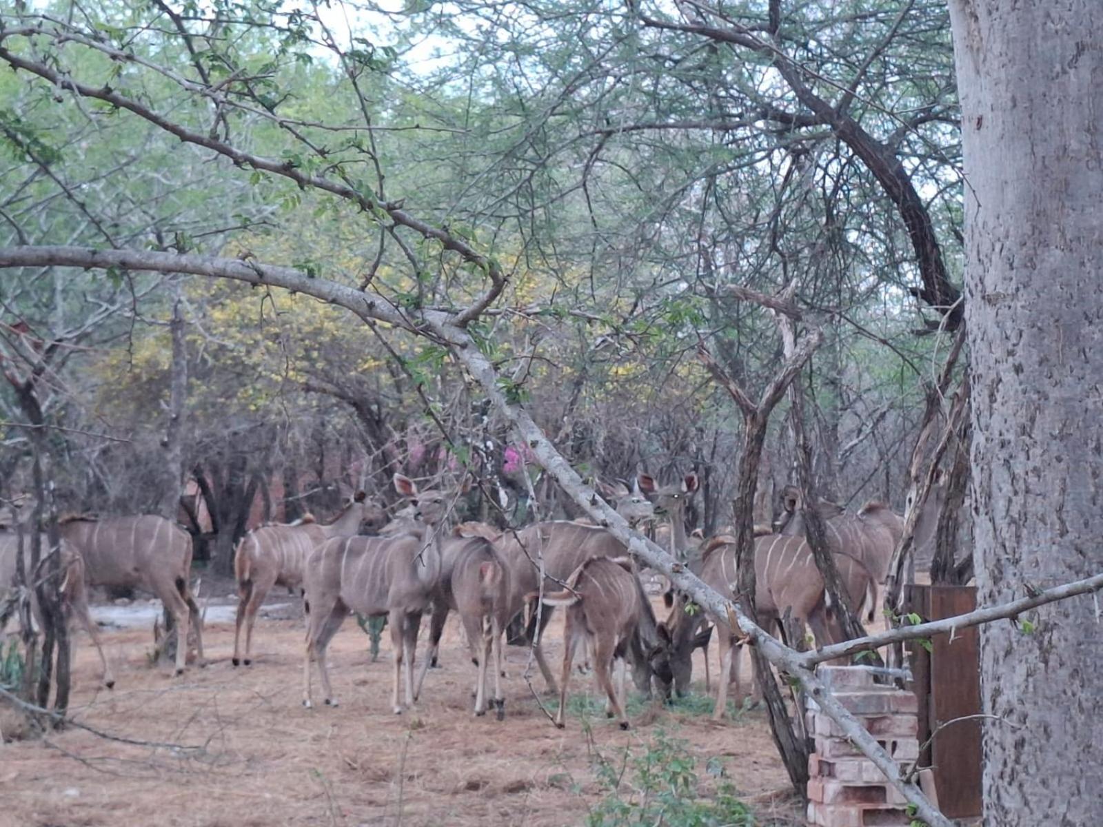 Kruger Riverside Lodge - No Load-Shedding Marloth Park Bagian luar foto