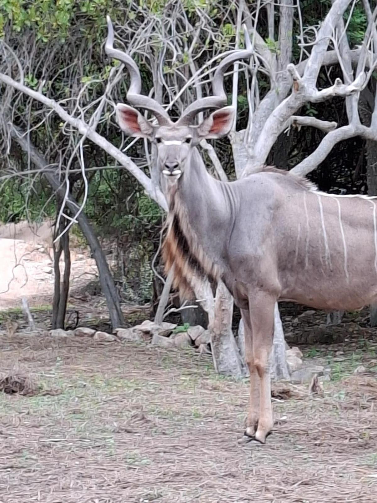 Kruger Riverside Lodge - No Load-Shedding Marloth Park Bagian luar foto