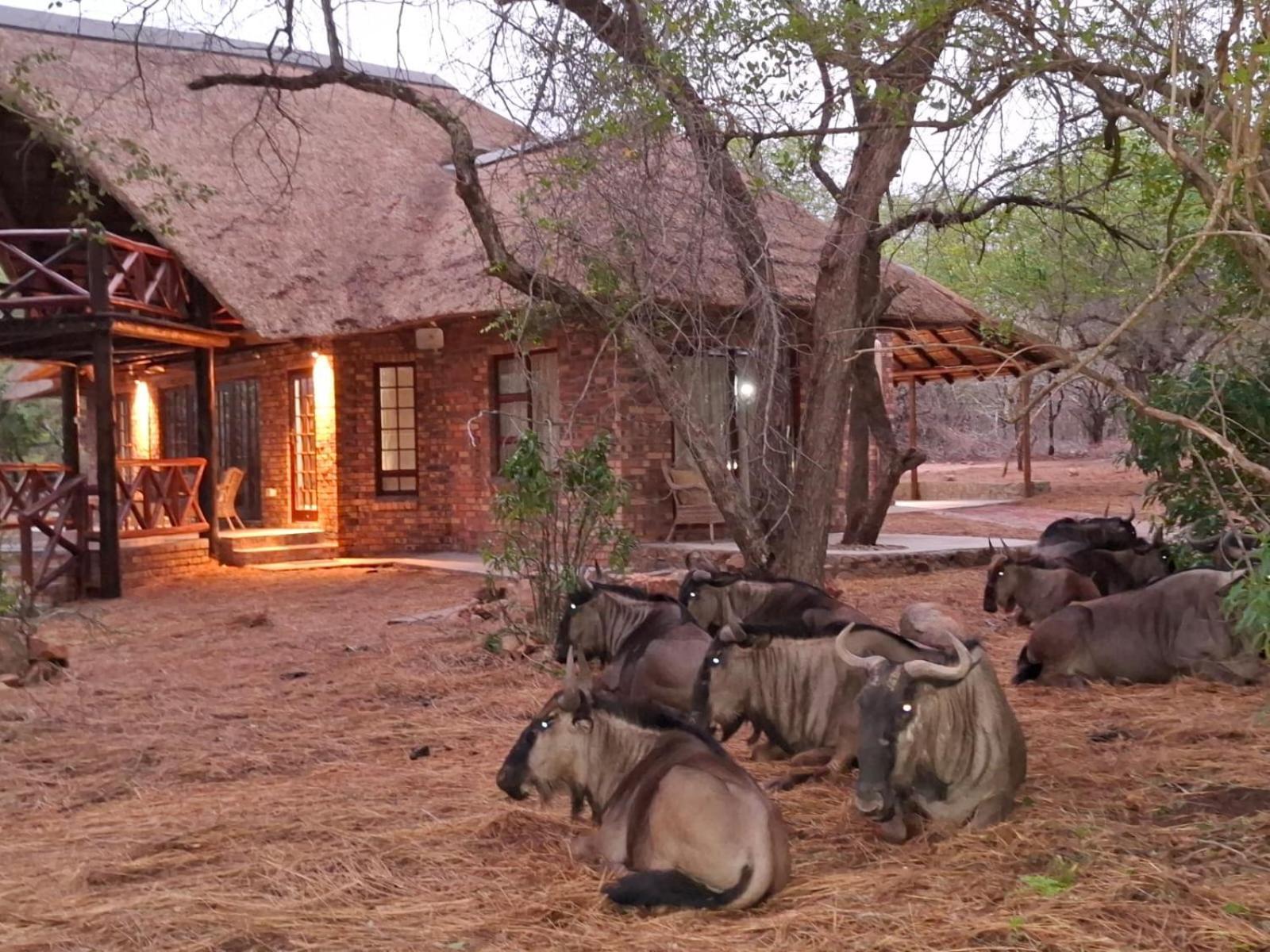 Kruger Riverside Lodge - No Load-Shedding Marloth Park Bagian luar foto