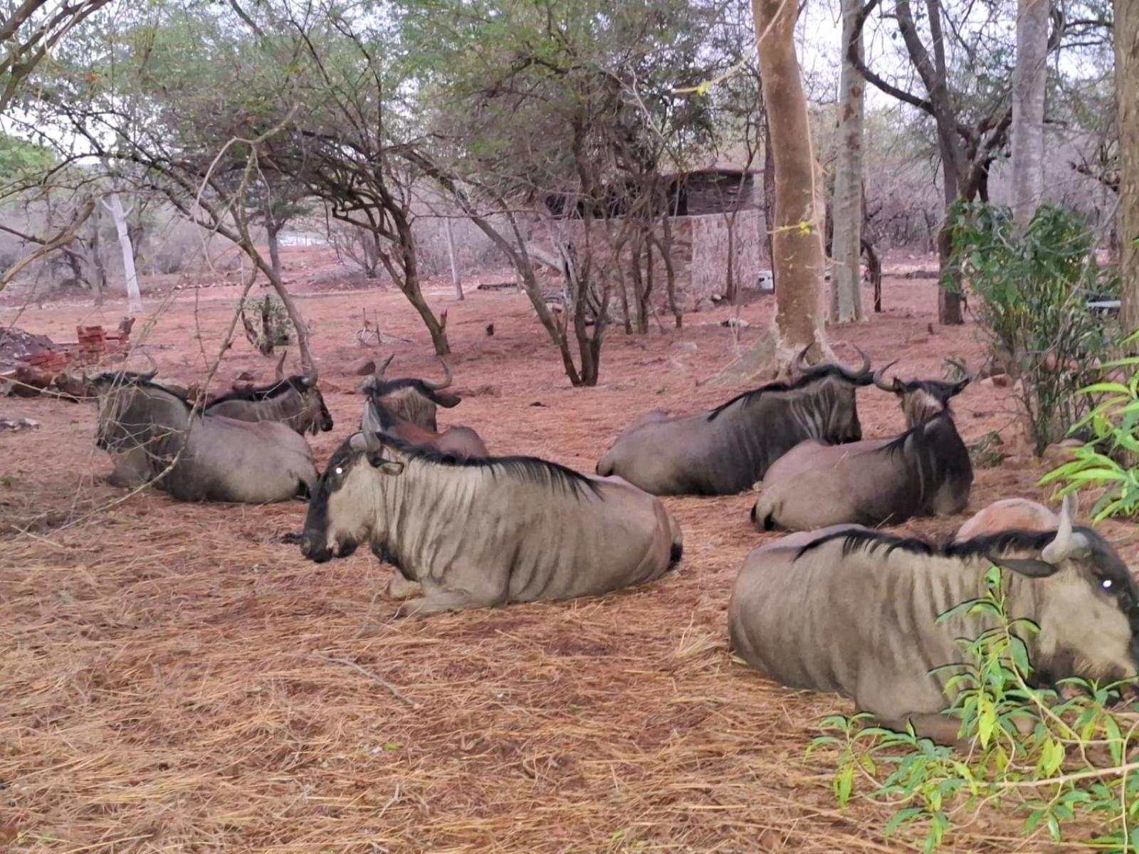 Kruger Riverside Lodge - No Load-Shedding Marloth Park Bagian luar foto