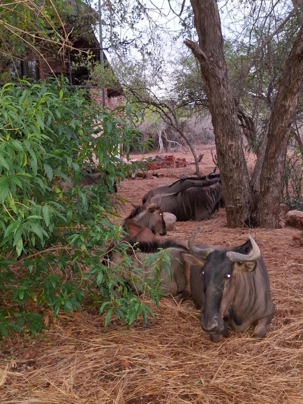 Kruger Riverside Lodge - No Load-Shedding Marloth Park Bagian luar foto