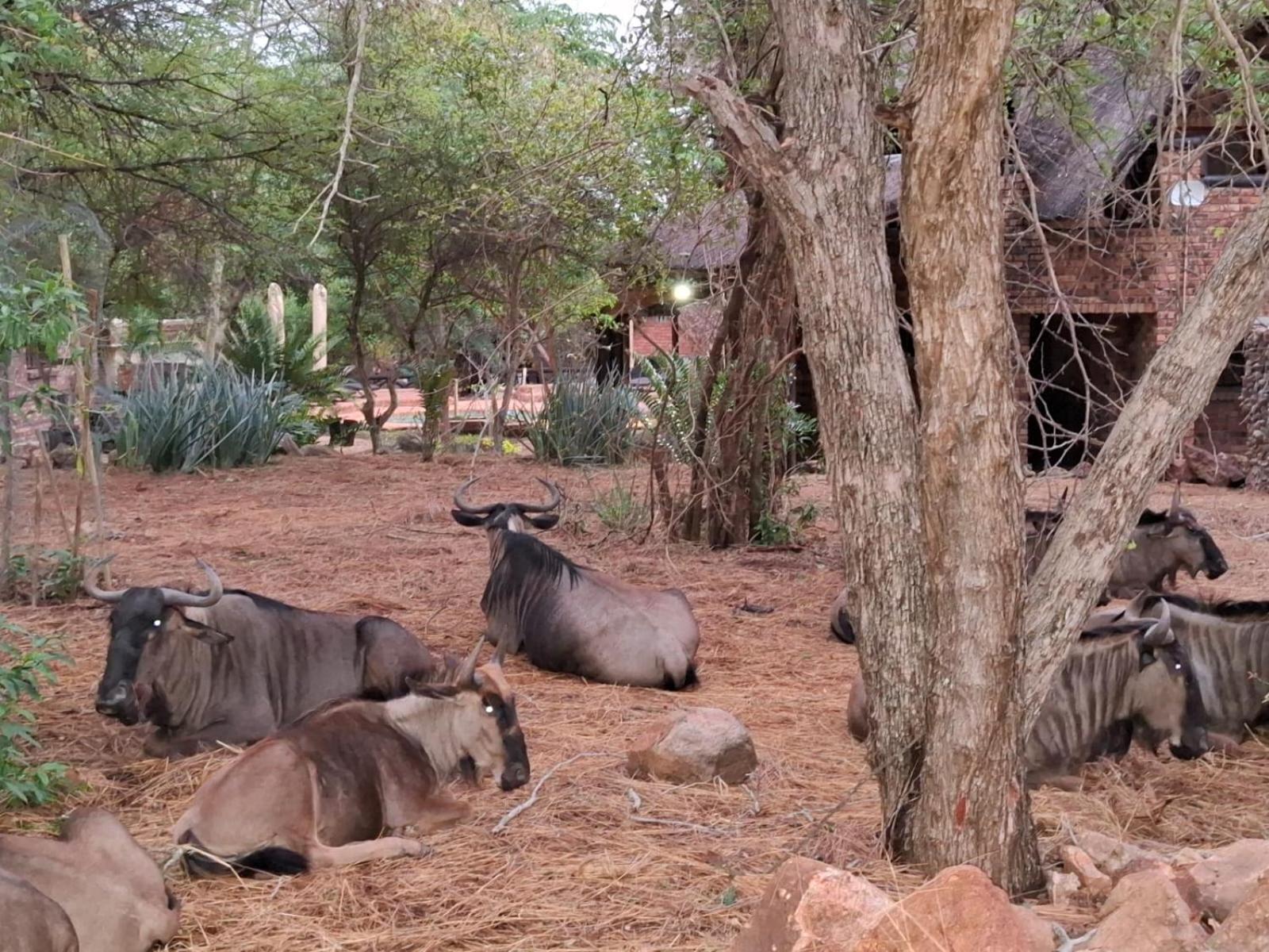 Kruger Riverside Lodge - No Load-Shedding Marloth Park Bagian luar foto